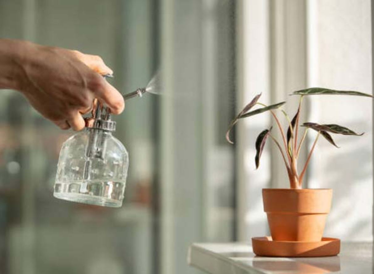 C&aacute;ch chăm s&oacute;c c&acirc;y M&ocirc;n Quan &Acirc;m